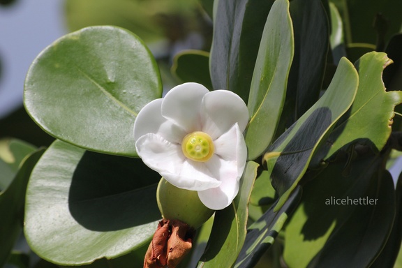 Balsamapfel (Clusia major)